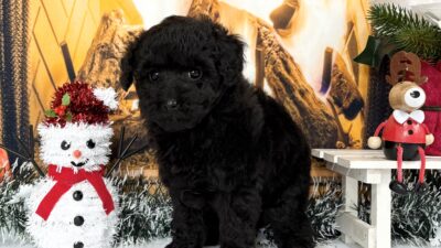 トイプ－ドル02（女の子）