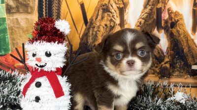 チワワ02（男の子）