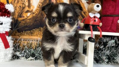 チワワ03（男の子）