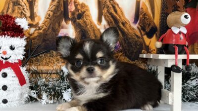 チワワ03（男の子）