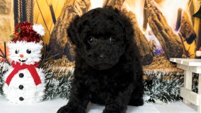 トイプ－ドル03（男の子）