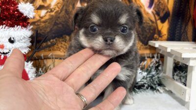 チワワ04（女の子）