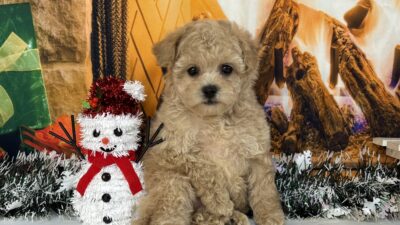 トイプ－ドル04（女の子）