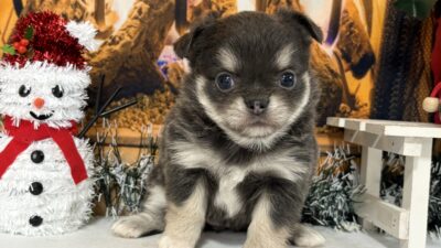 ご家族様募集開始