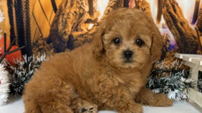 トイプ－ドル05（女の子）