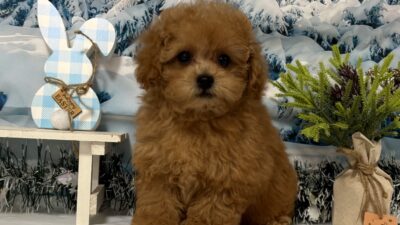 トイプ－ドル05（女の子）