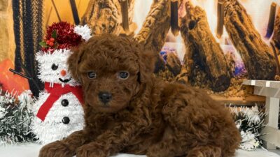 トイプードル07（女の子）