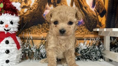 トイプ－ドル09（女の子）