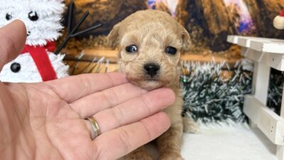 トイプ－ドル09（女の子）