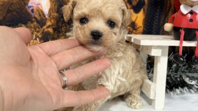 トイプ－ドル10（男の子）