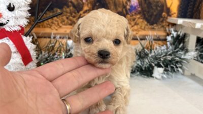 トイプ－ドル10（男の子）