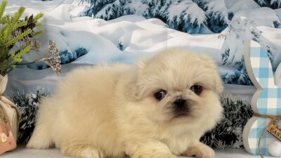 ペキニーズ01（女の子）