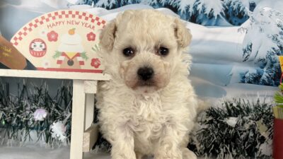 トイプ－ドル01（女の子）