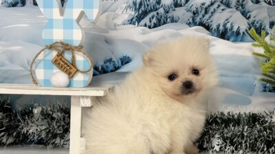 ポメラニアン01（女の子）