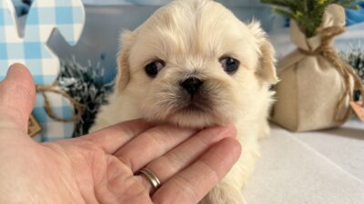 ペキニーズ01（女の子）