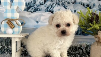 トイプ－ドル01（女の子）