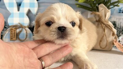 ペキニーズ02（女の子）