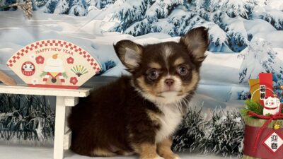 チワワ02（男の子）