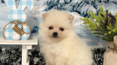 ポメラニアン02（男の子）