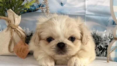 ペキニーズ02（女の子）