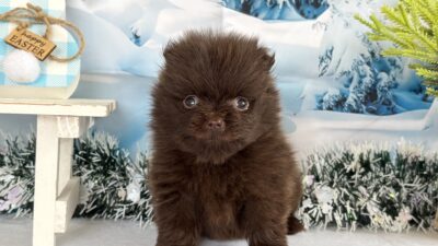 ポメラニアン03（女の子）