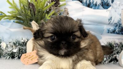 ペキニーズ03（男の子）