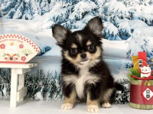 チワワ チワワ03（男の子） - マロンズココア 秋田県 ブリーダー 犬 猫