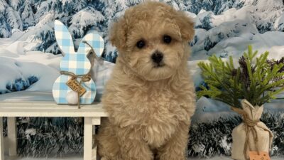 トイプ－ドル04（女の子）