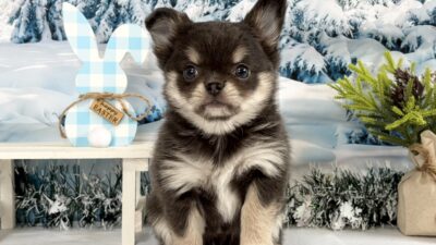 チワワ04（女の子）