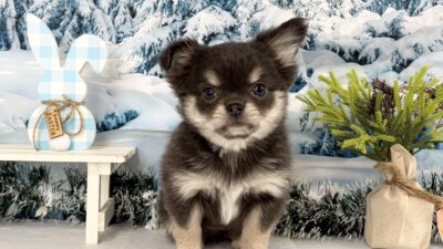 チワワ04（女の子）