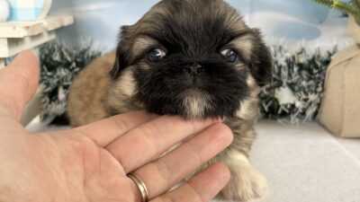 ペキニーズ04（男の子）