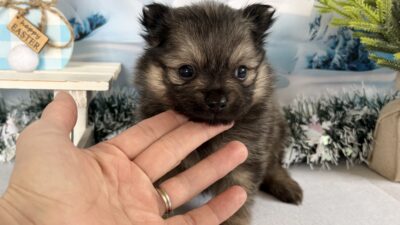 ポメラニアン04（男の子）