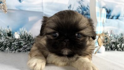 ペキニーズ04（男の子）