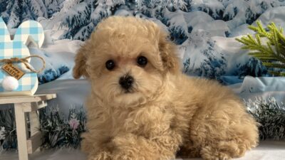 トイプ－ドル04（女の子）