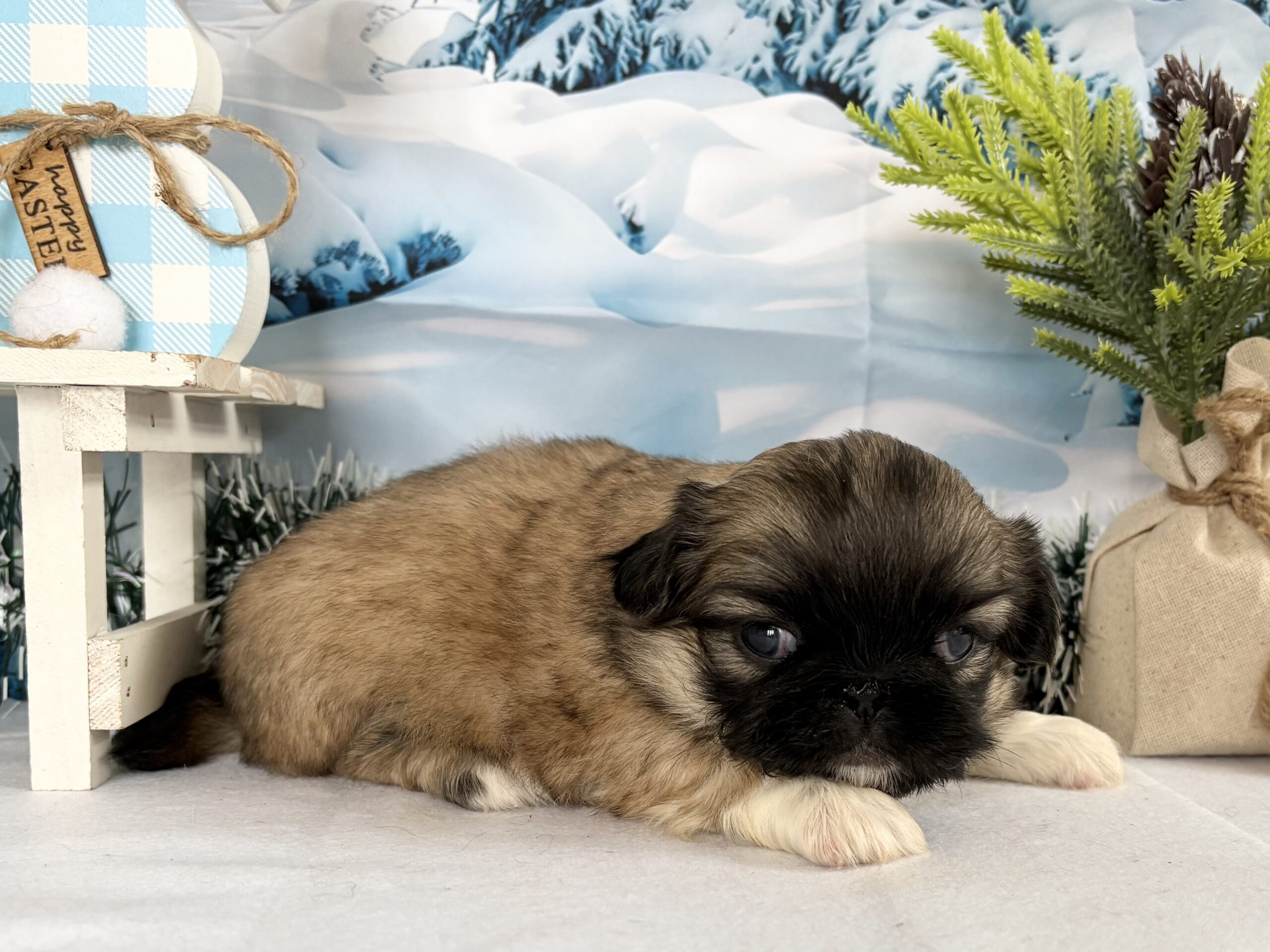 チワワ04（女の子） - マロンズココア 秋田県 ブリーダー 犬 猫