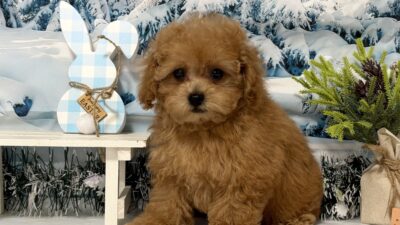 トイプ－ドル05（女の子）