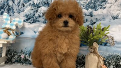 トイプ－ドル05（女の子）