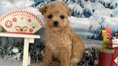 トイプ－ドル09（女の子）