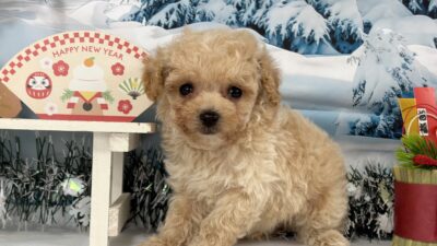 トイプ－ドル10（男の子）