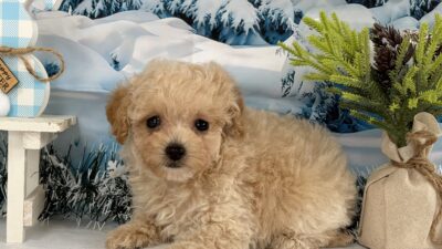 トイプ－ドル10（男の子）