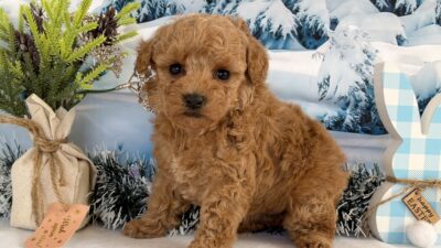 トイプ－ドル11（女の子）