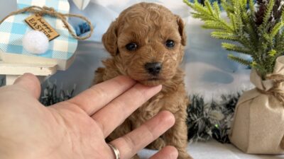 トイプ－ドル11（女の子）