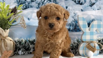 トイプ－ドル12（男の子）