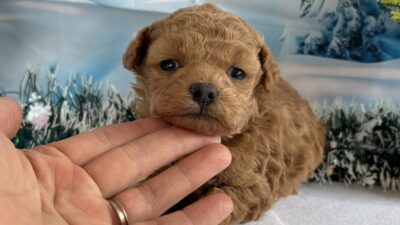 トイプ－ドル12（男の子）