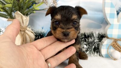 ヨ－クシャテリア01（男の子）