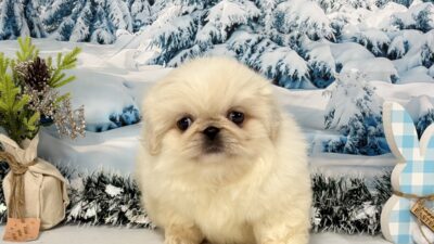 ペキニーズ01（女の子）