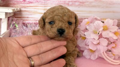 トイプ－ドル01（男の子）