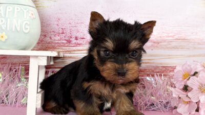 ヨ－クシャテリア01（男の子）