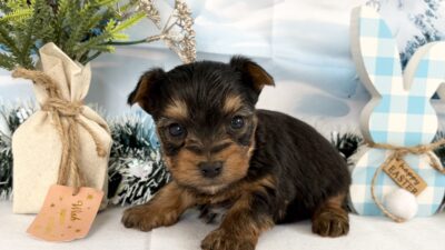 ご家族様募集開始