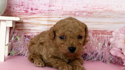 ご家族様募集開始